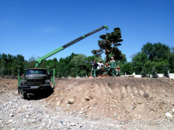 Перевозка деревьев и газона
