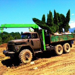 Доставка хвойных деревьев | Манипулятор в Алмате